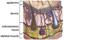 Implanted User Interfaces: Illustration of skin layers